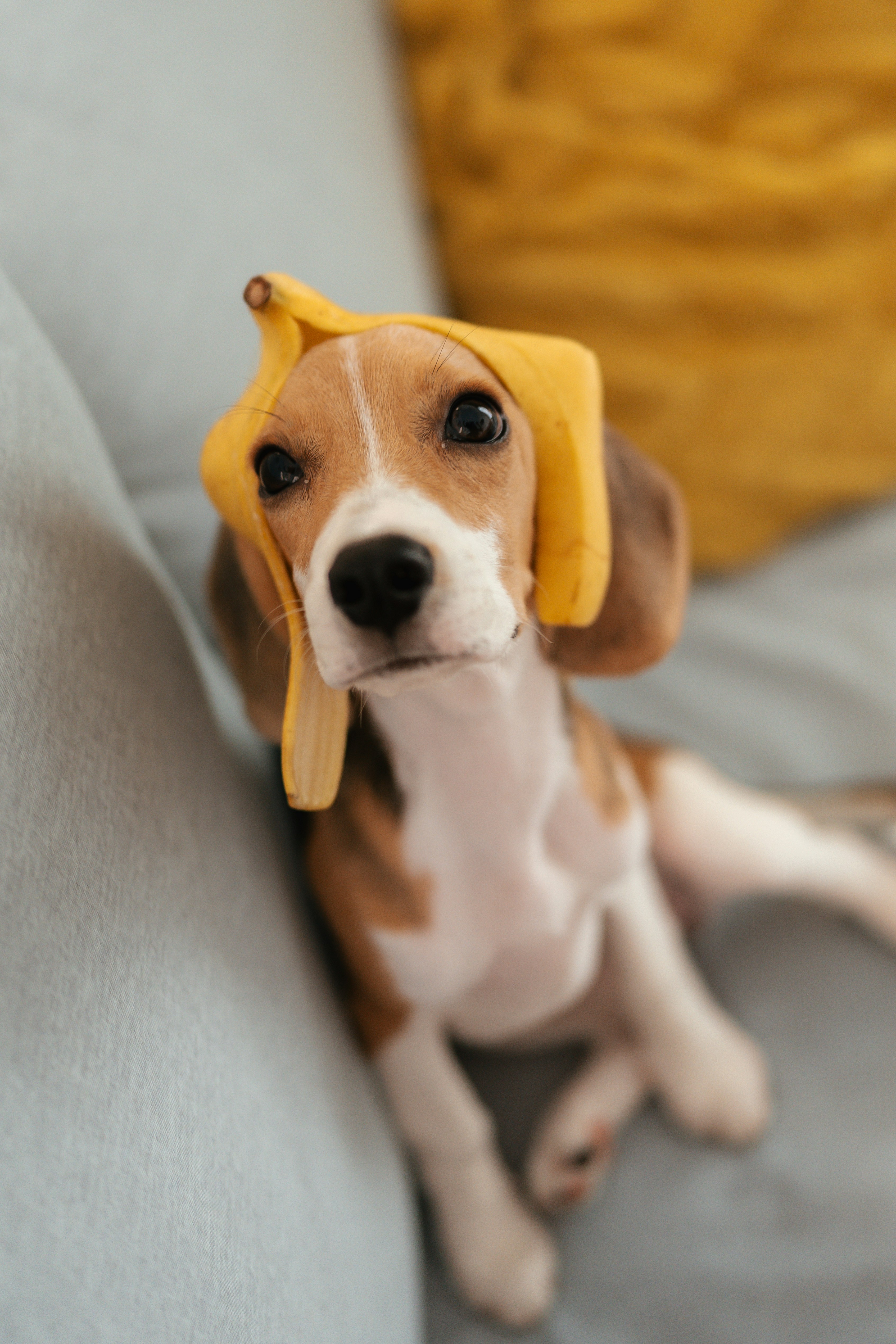 Why Is My Dog Acting So Weird Lately?