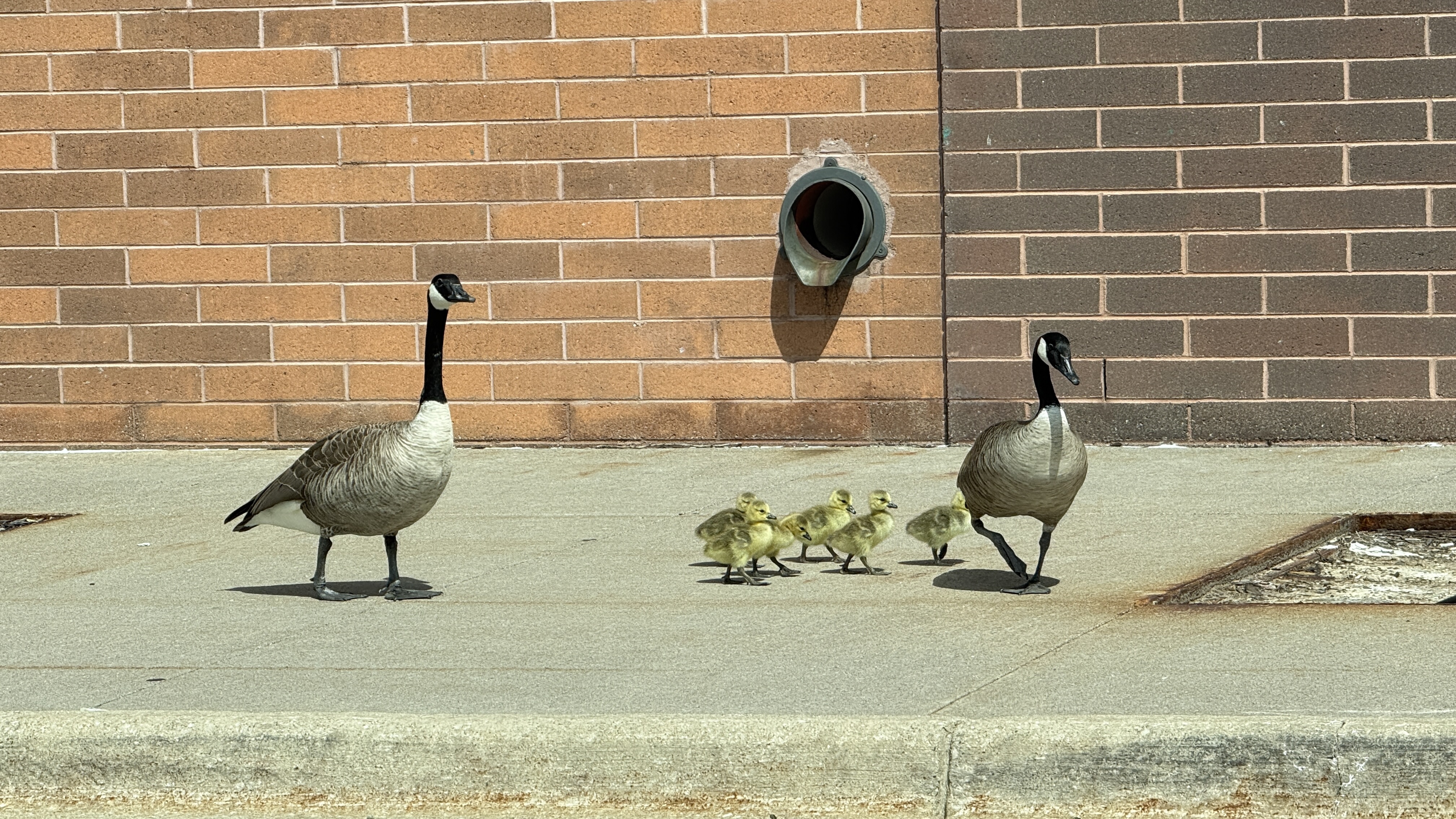 A Soft Wednesday in Michigan, Coffee, Quiet, and a Little Bit of Spring