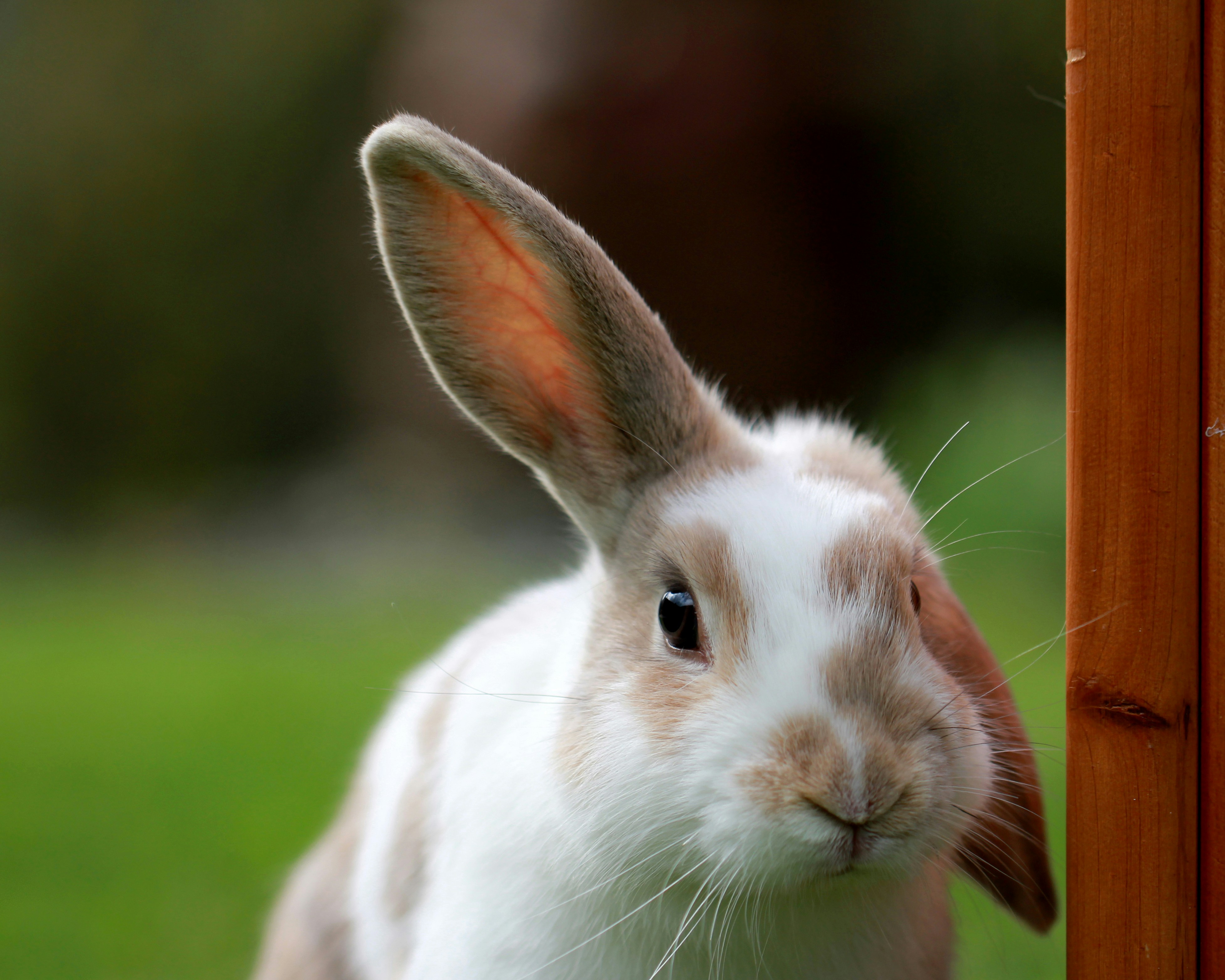 Have a Funny Easter