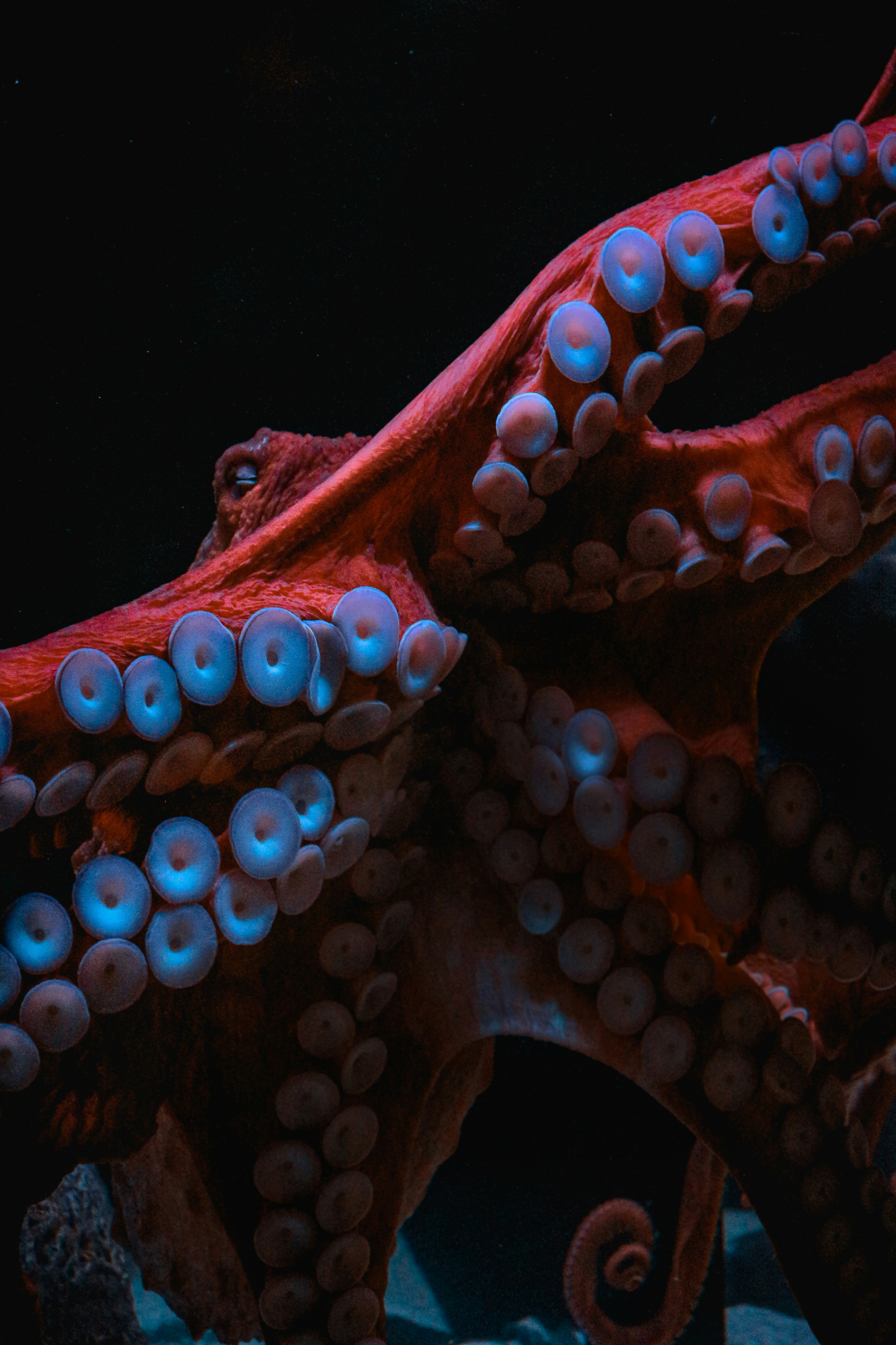 Remarkably Human: Octopuses, Emotional Honesty, and Why We Still Need Each Other